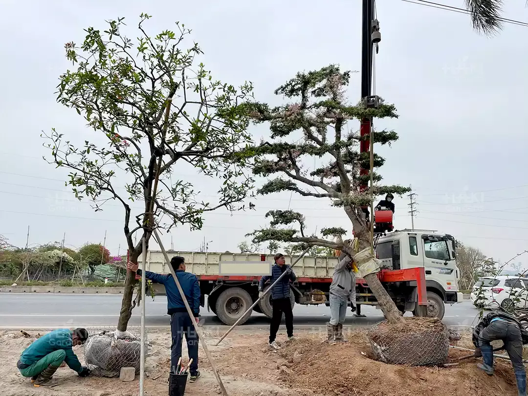 đánh chuyển cây cổ thụ chuyên nghiệp