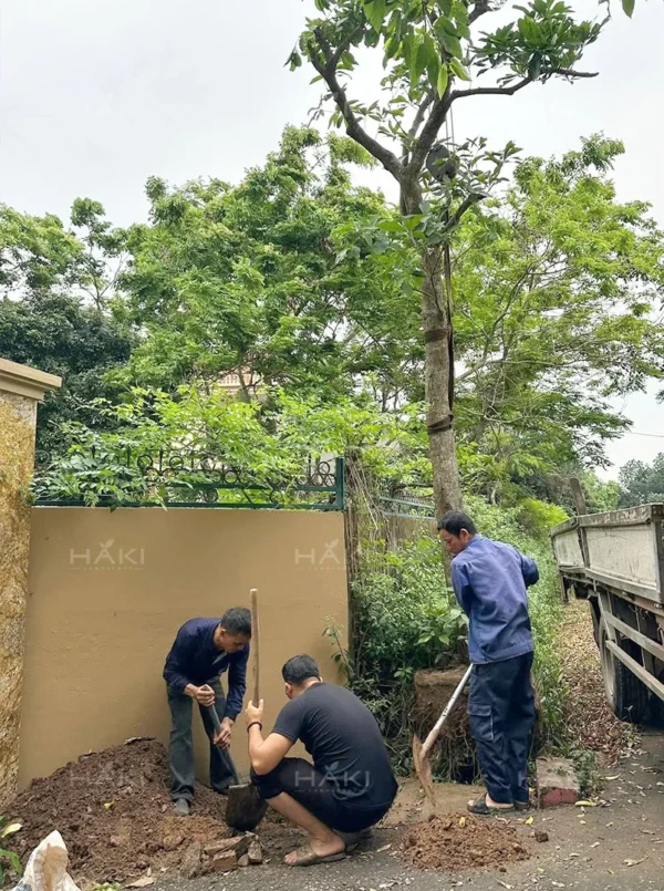 Trồng cây vào vị trí mới