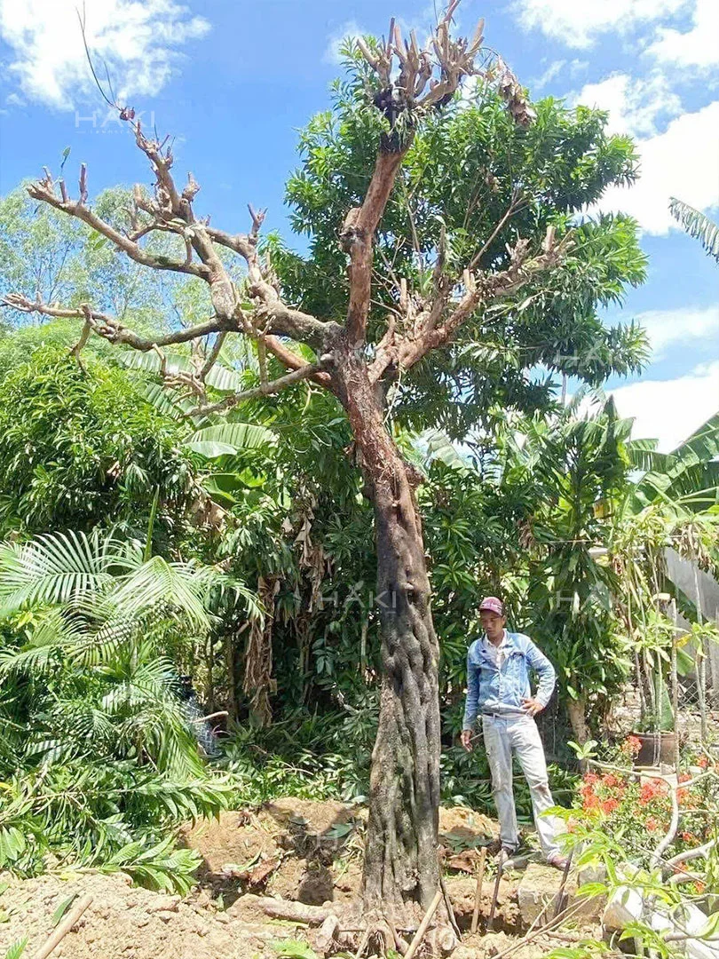 Khảo sát tình trạng cây