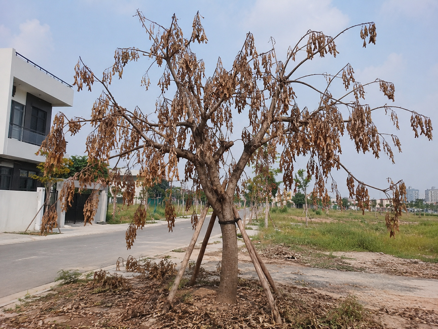 Cây bị héo úa vì quá nắng nóng