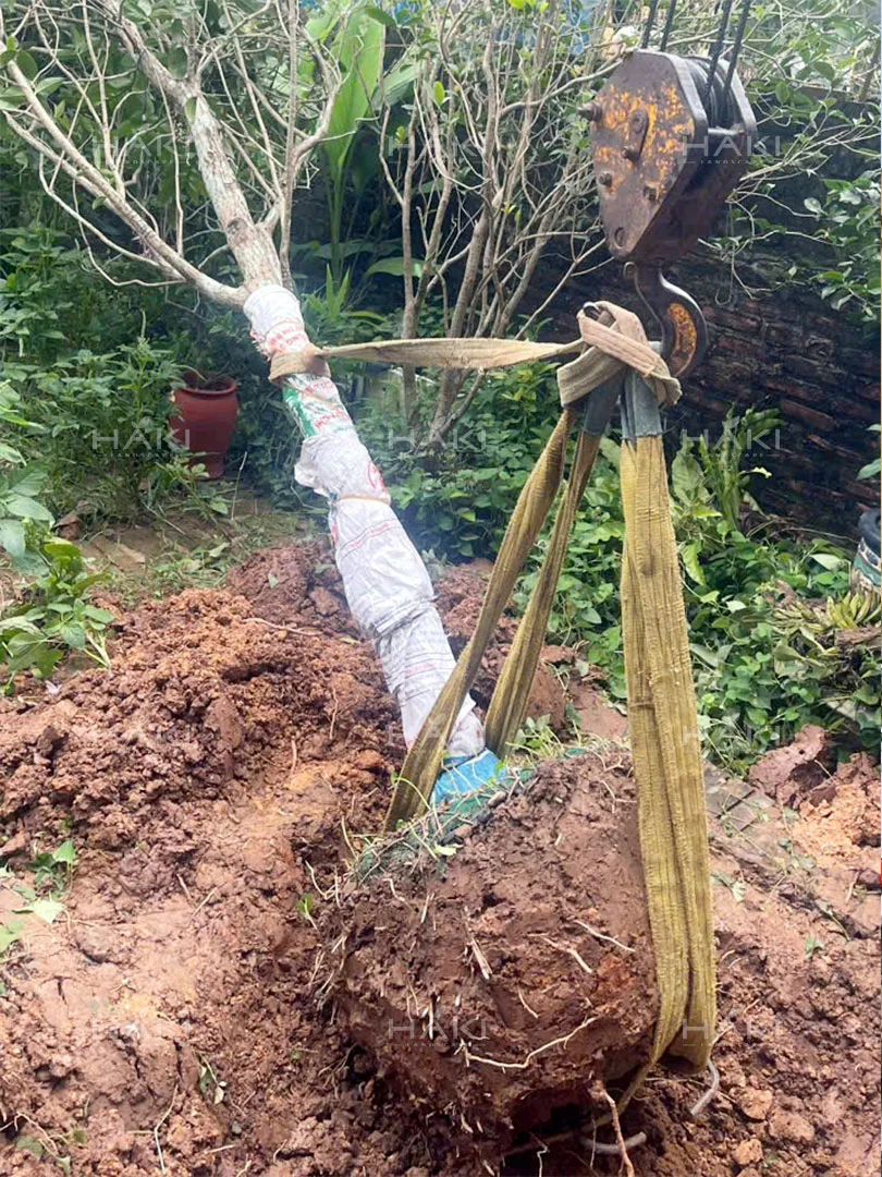 Cẩu cây