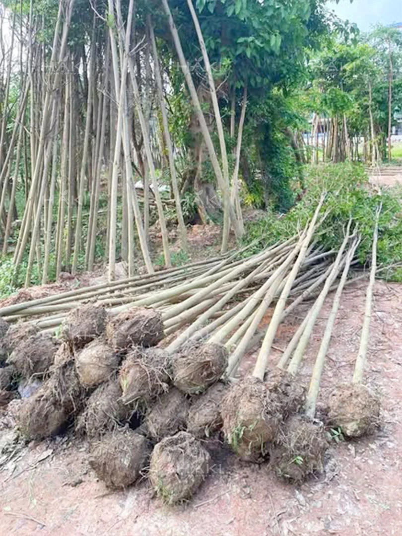 Đánh chuyển cây số lượng lớn