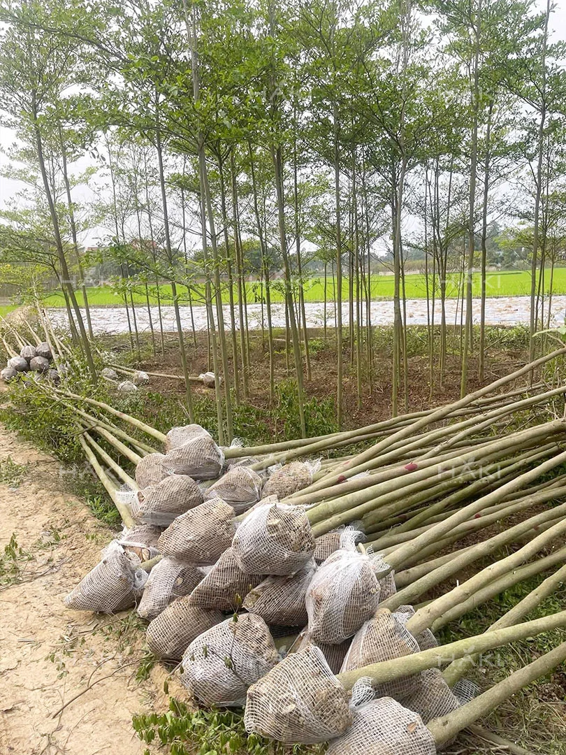 Giải phóng mặt bằng và di dời cây xanh công trình