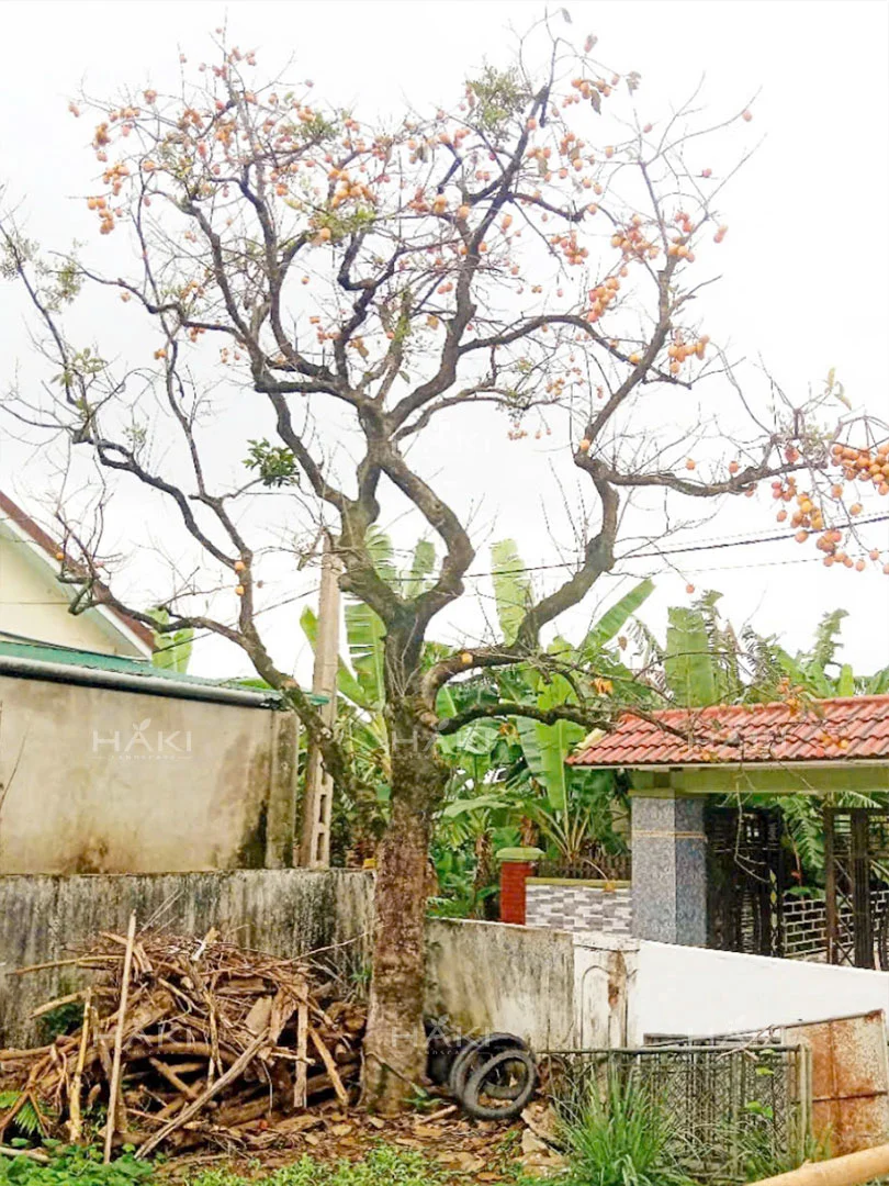 Cây hồng
