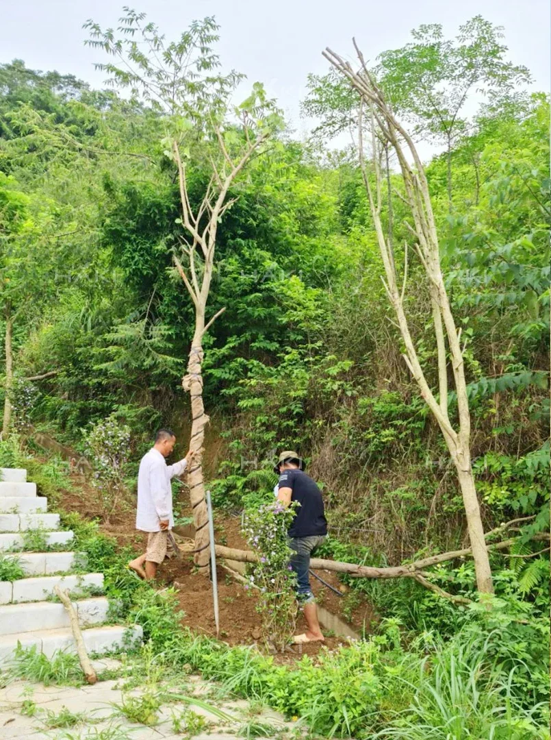 Trồng cây dọc bậc tháng