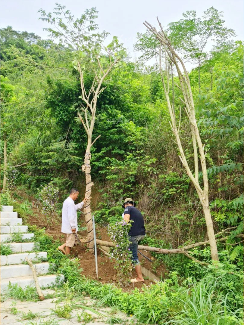Trồng cây dọc bậc tháng
