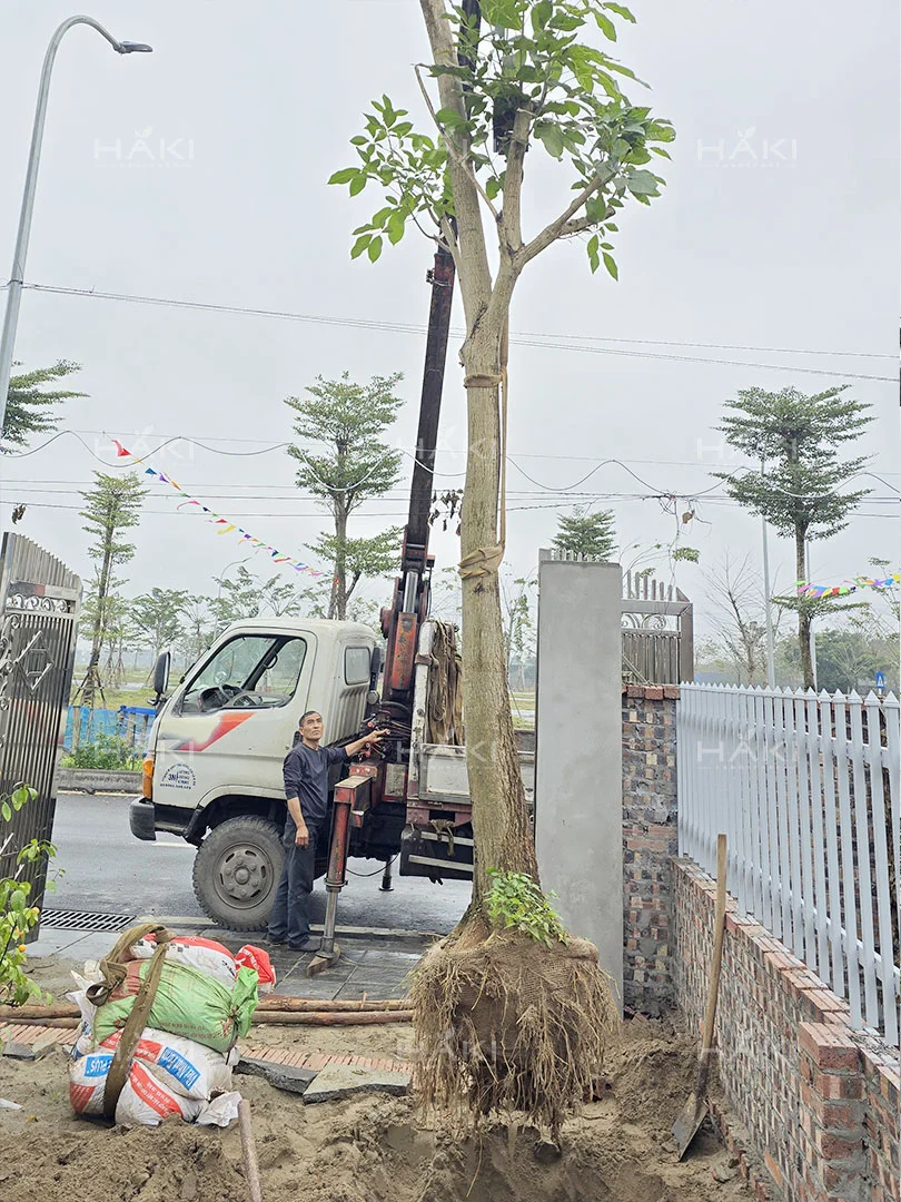 Đánh chuyển cây xanh kích thước lớn