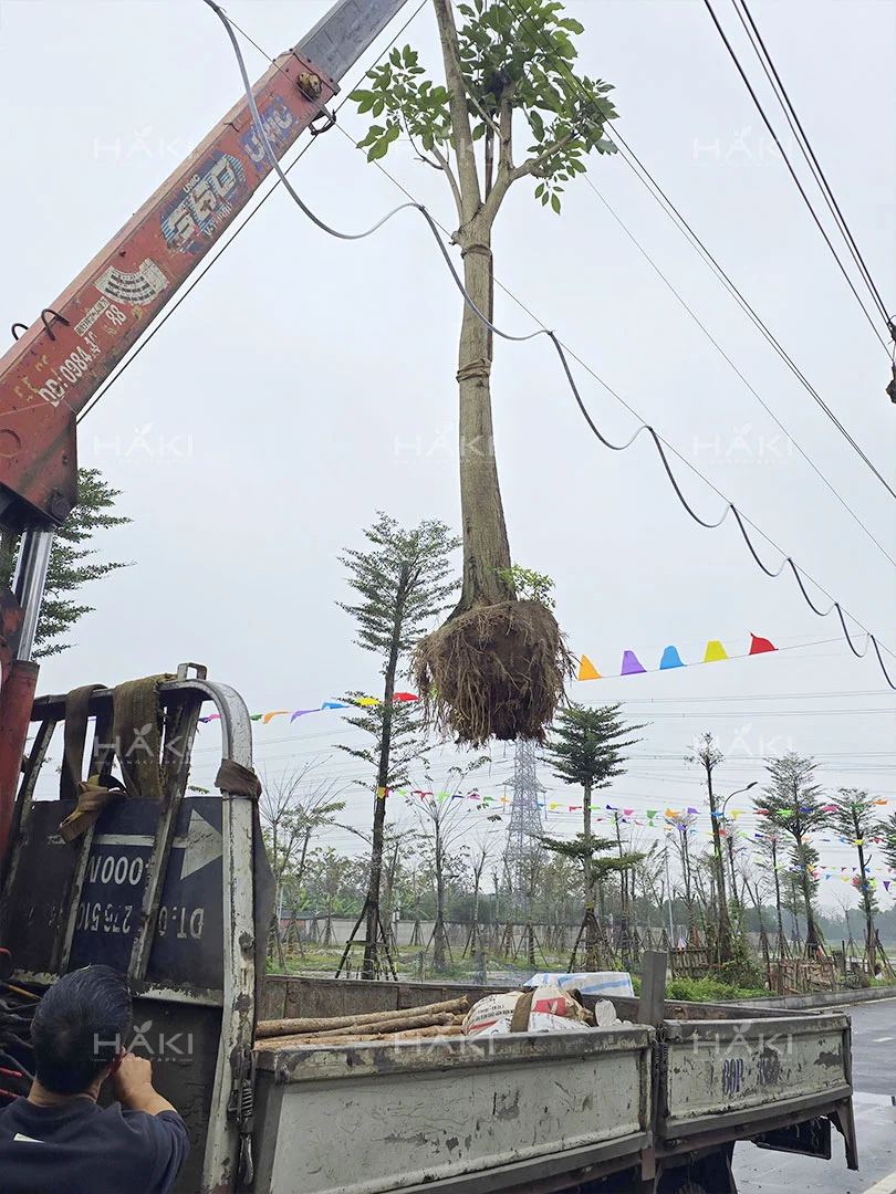 Đánh chuyển cây xanh kích thước lớn tại công trình