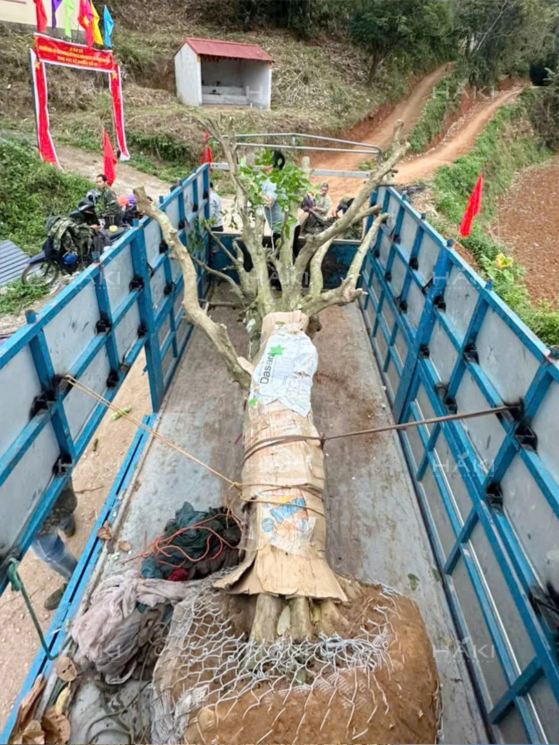 vận chuyển cây