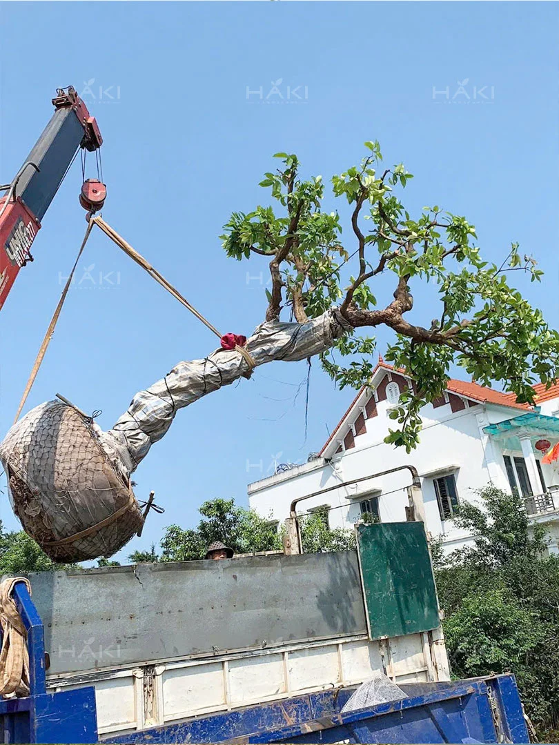 Cẩu cây
