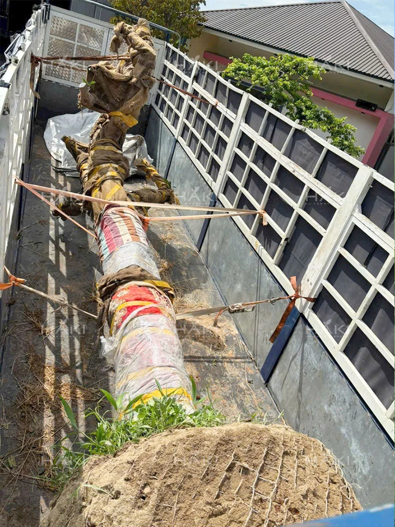 Cố định cây trước di chuyển