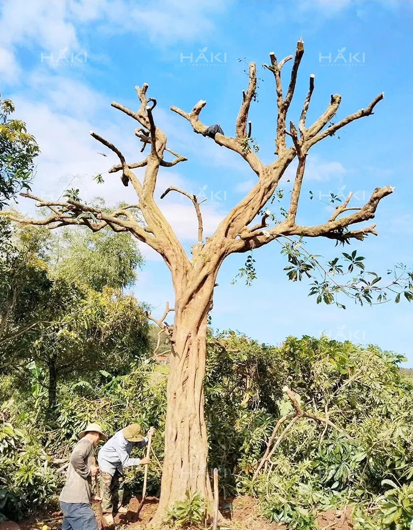 Thu gọn tán cây