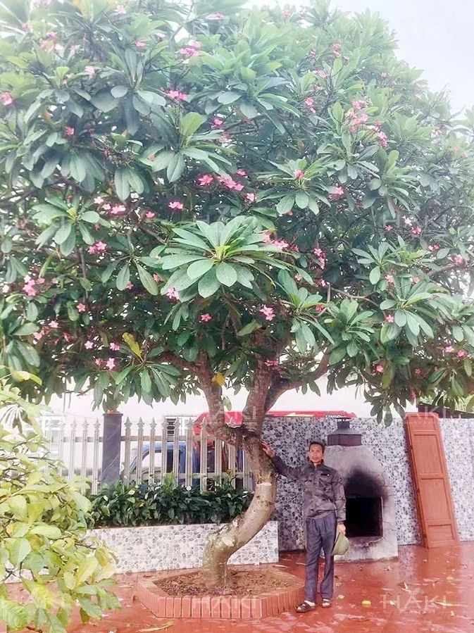 Cây hoa sứ