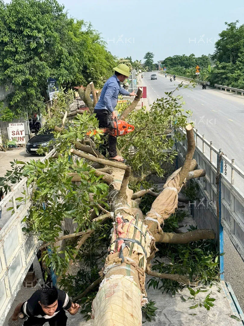 Cắt cây tỉa cành