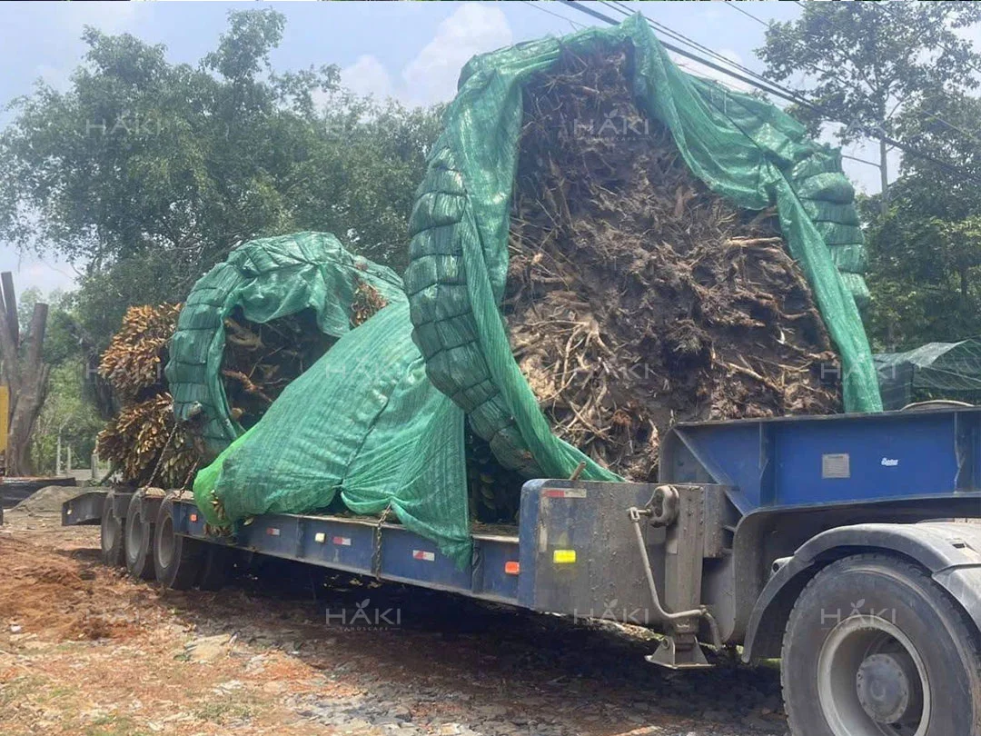 Trở cây cổ thụ