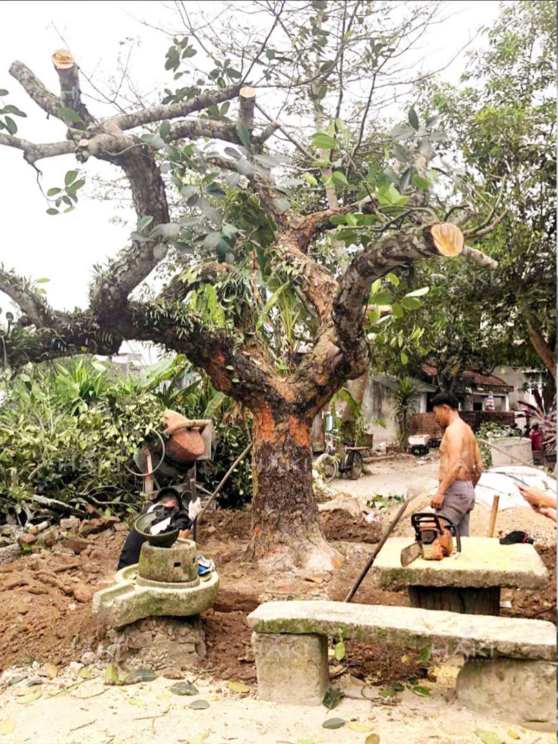 đánh chuyển cây