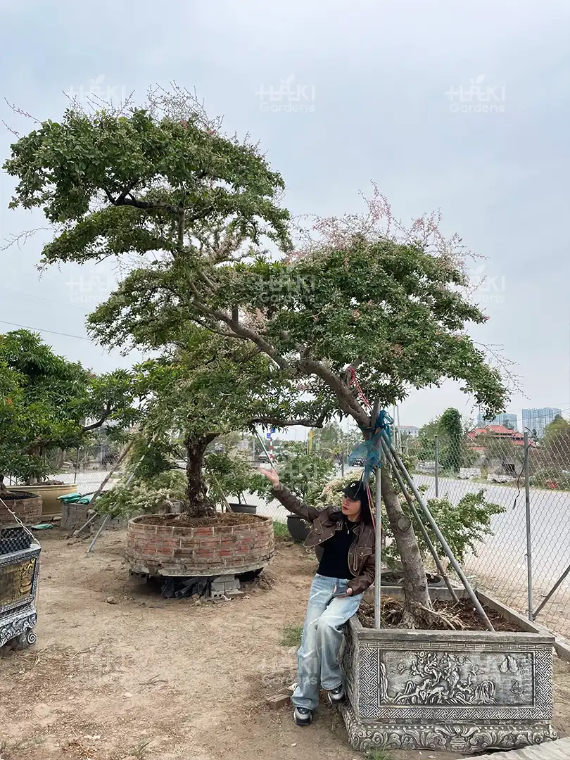 khảo sát đánh chuyển cây cổ thụ