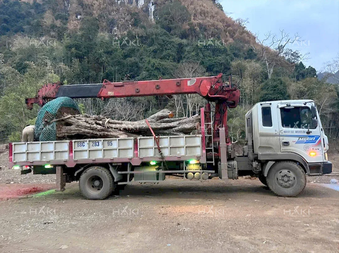 đánh chuyển cây