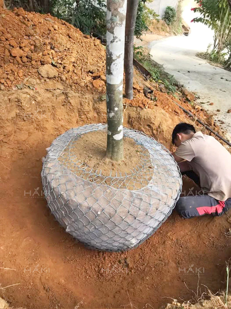 Đánh và bọc bầu