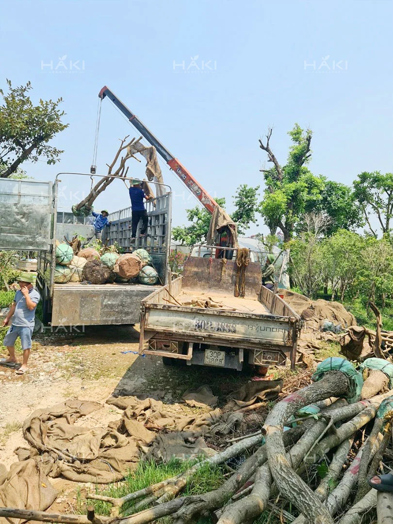 Cẩu cây