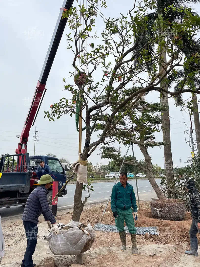 Hồng phụng tài