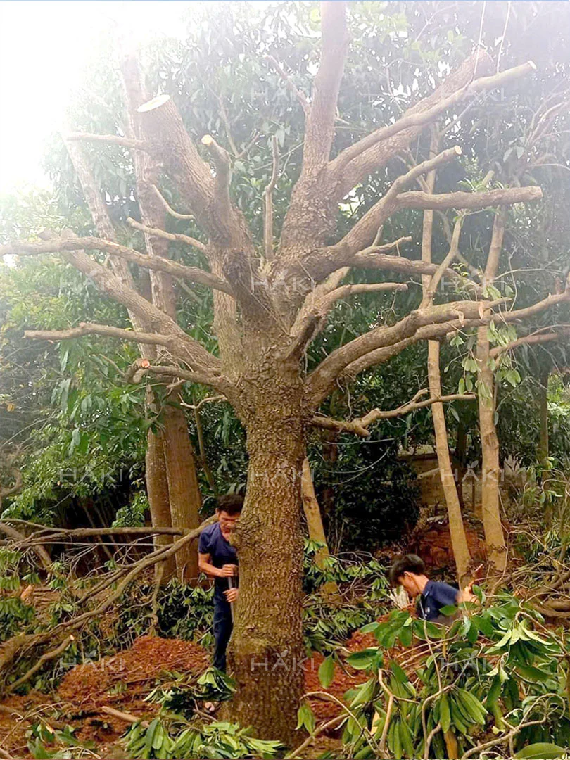 đánh chuyển cây