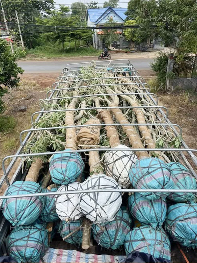 Vận chuyển cây vú sữa