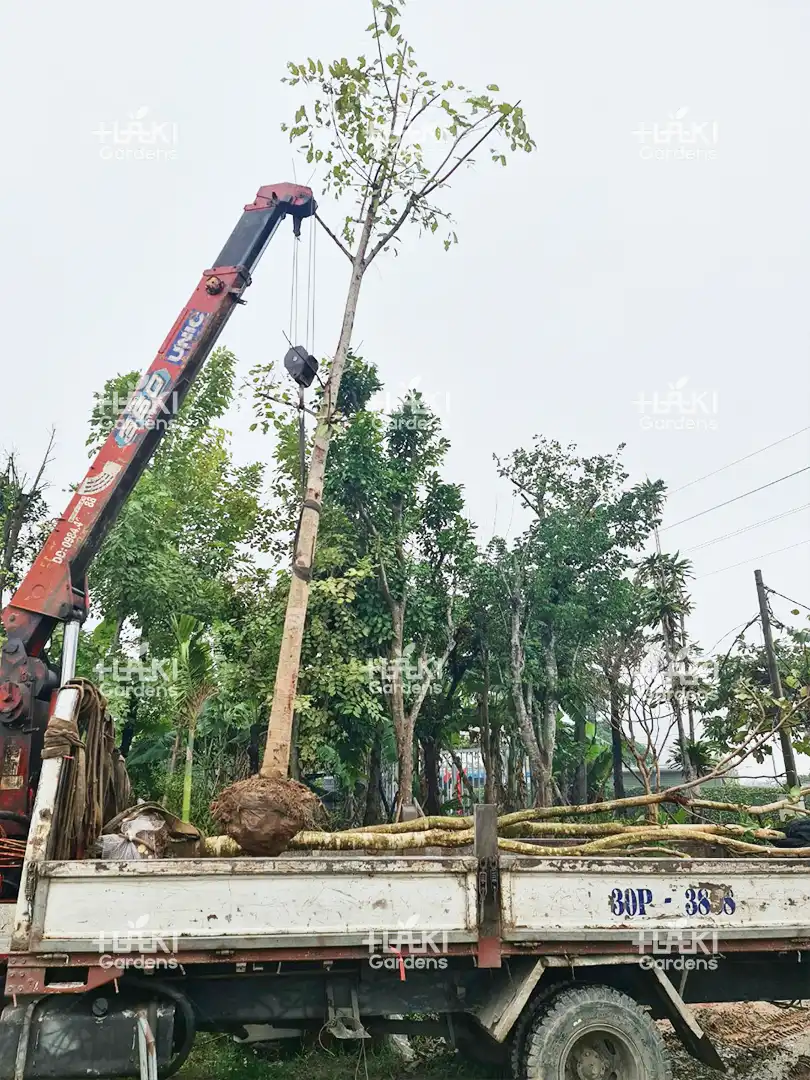 Cẩu cây bóng mát
