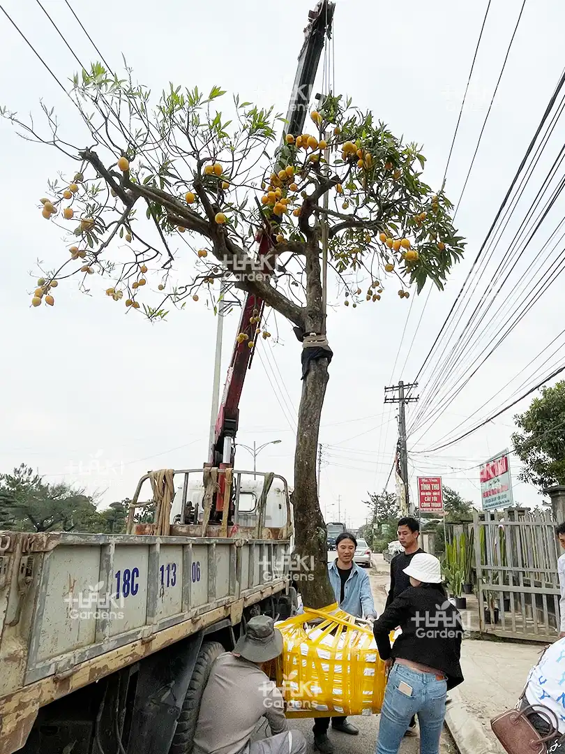 đánh chuyển cây ăn quả