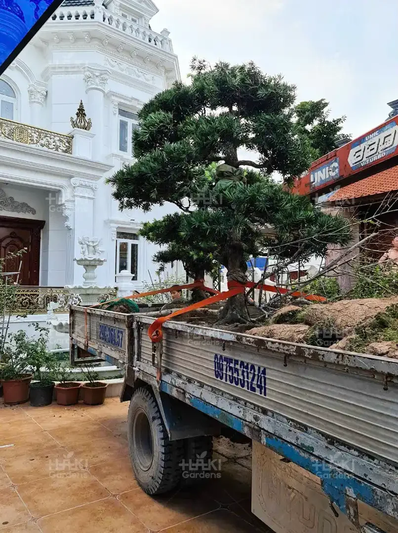 Cây tùng được cố định chắc chắn