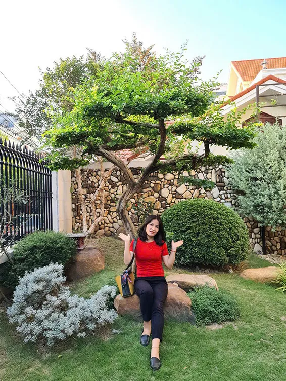 Cây tùng trồng sân vườn