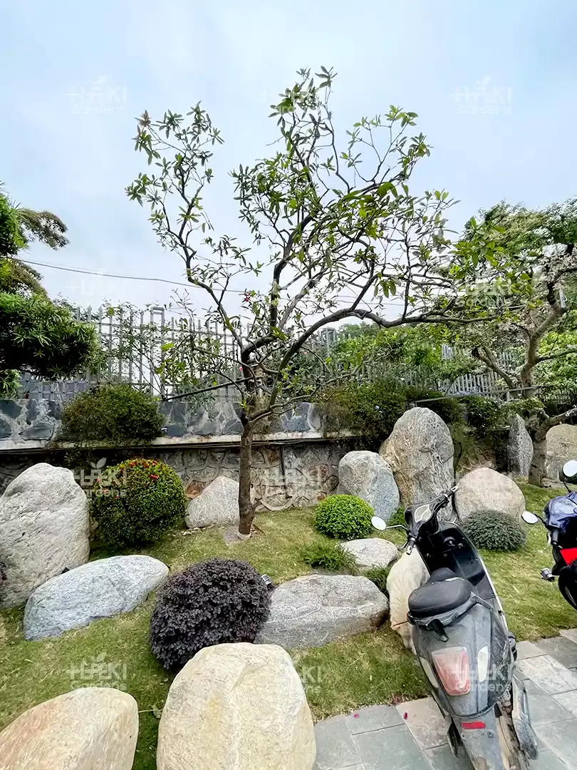 Hồng phụng tài