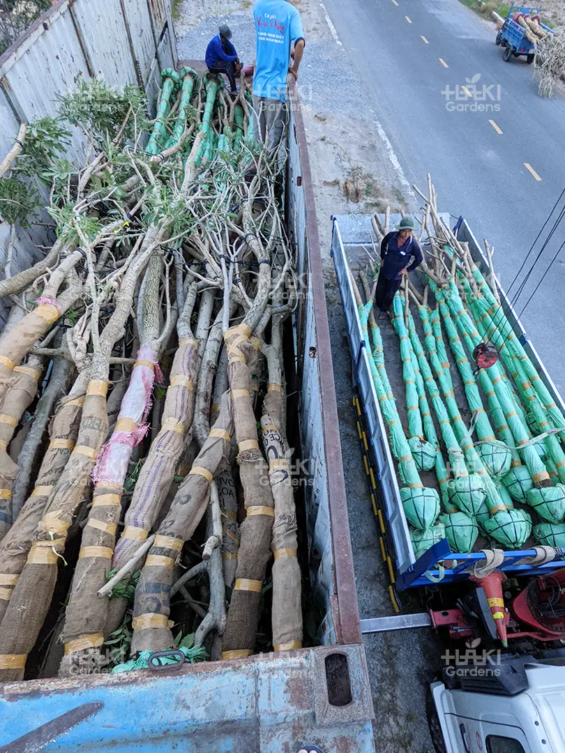 Cẩu cây vận chuyển