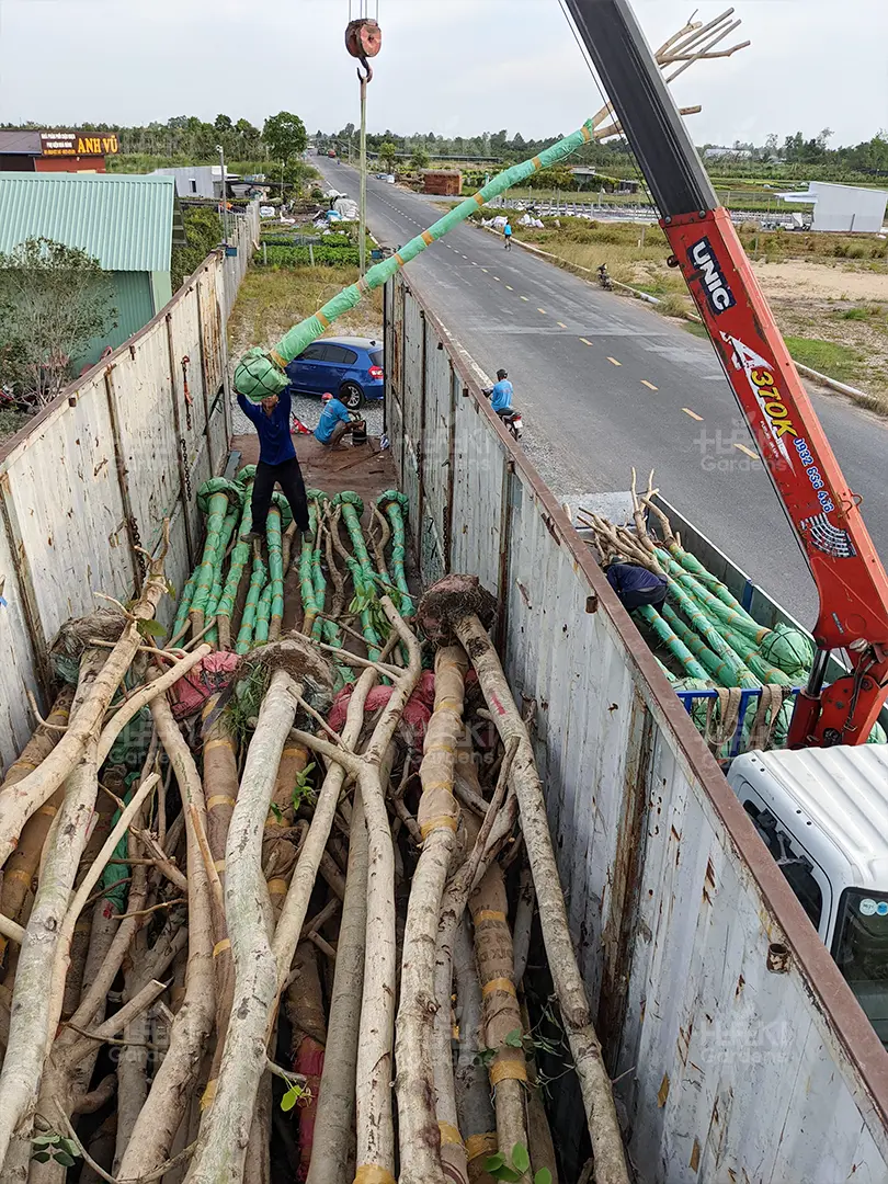 vận chuyển cây công trình