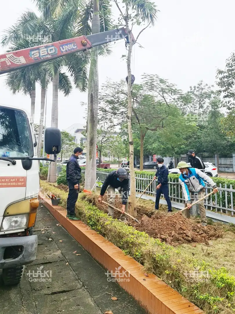 trồng cây bóng mát