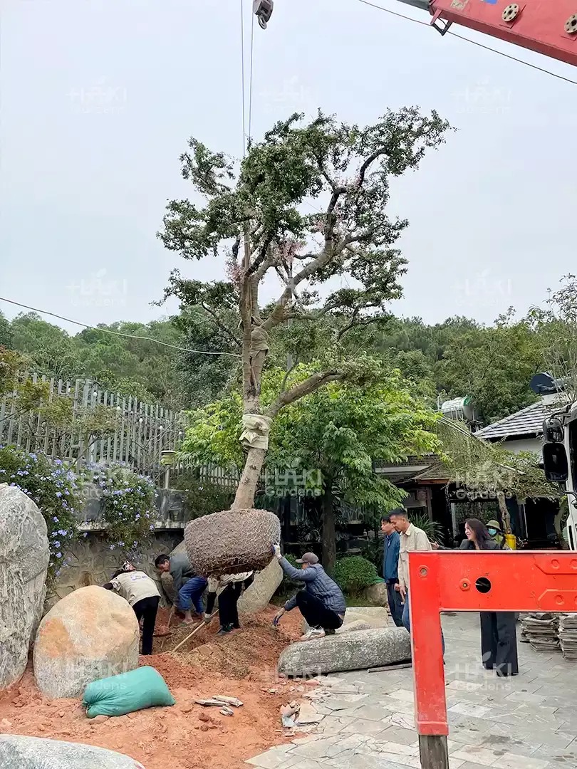 hồng phụng tài