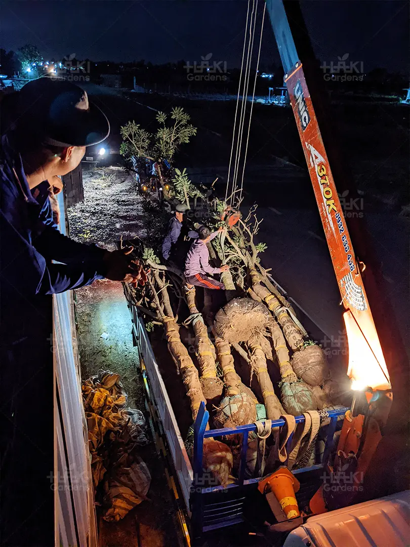 Cẩu và trở cây
