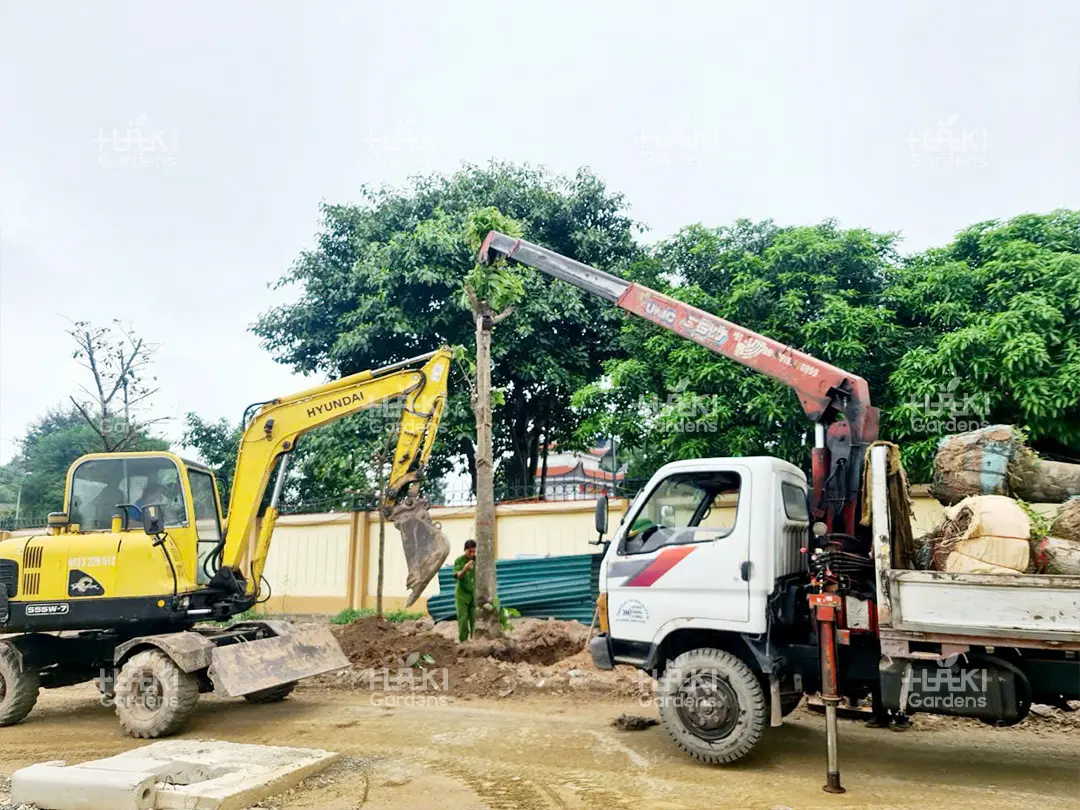 Trồng cây công trình