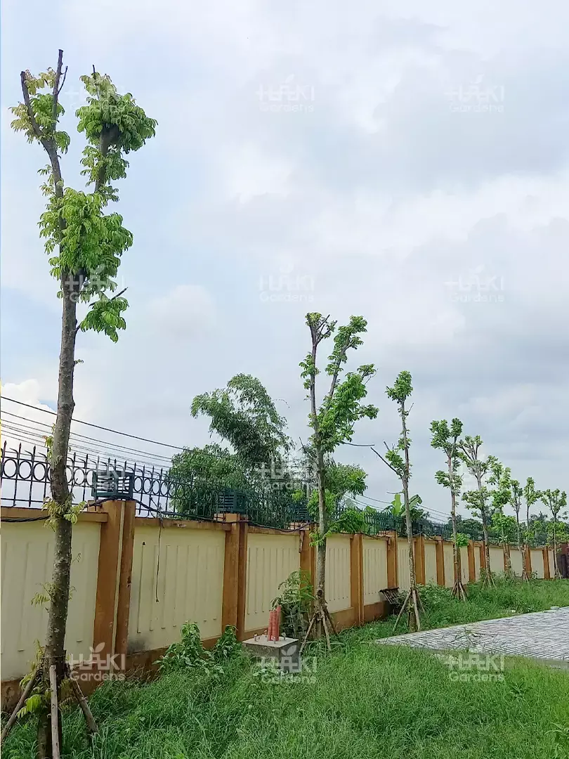 cây trồng hàng rào