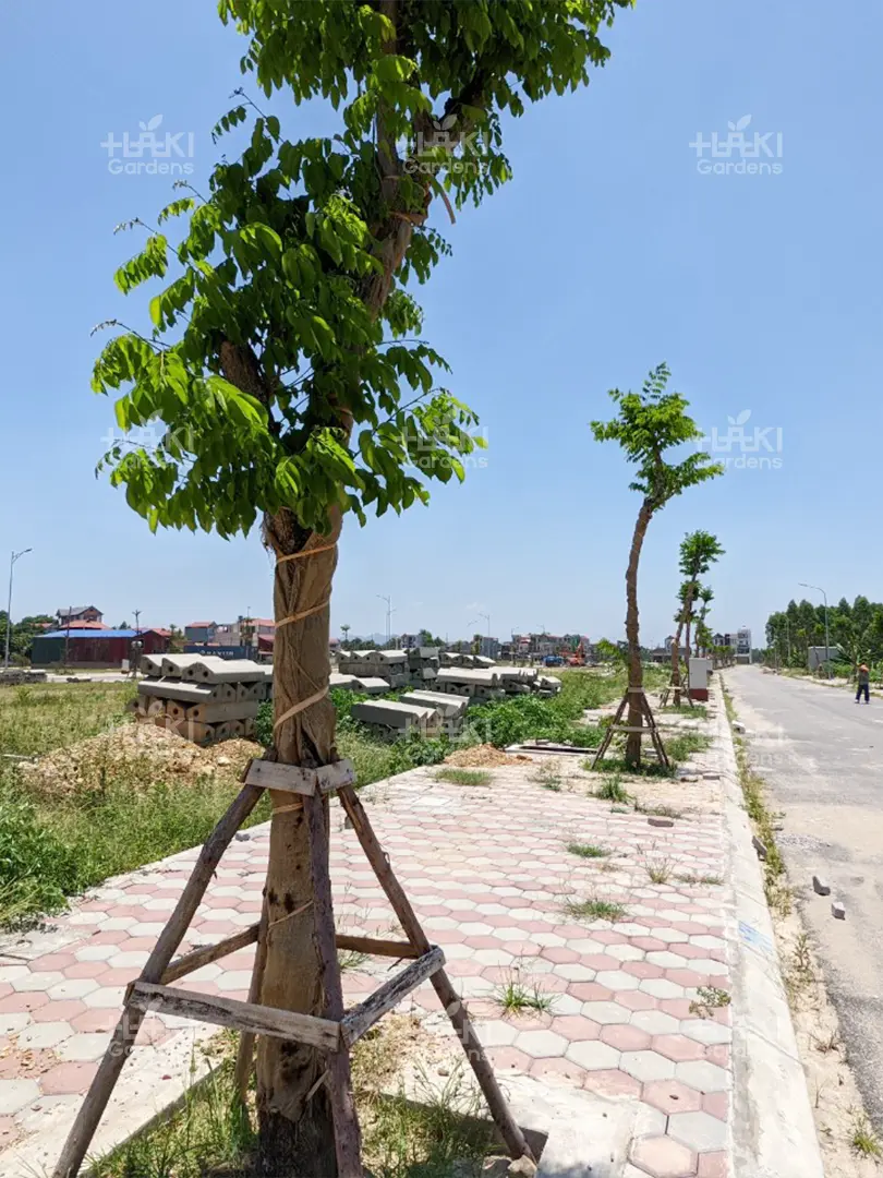 cây xanh khu đô thị