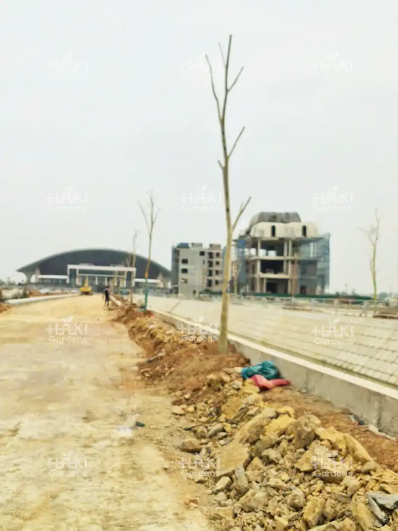trồng cây công trình