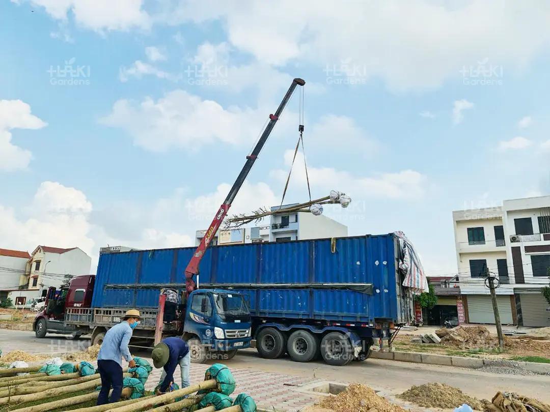 Cẩu và vận chuyển cây