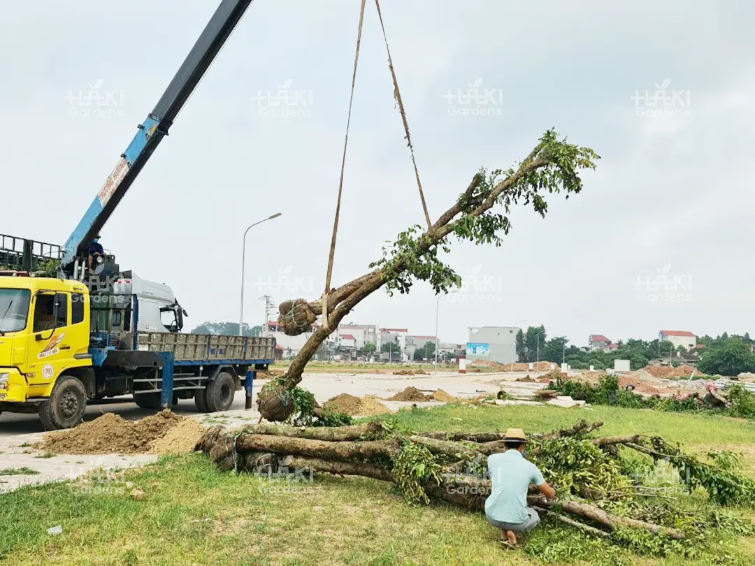 Cẩu cây