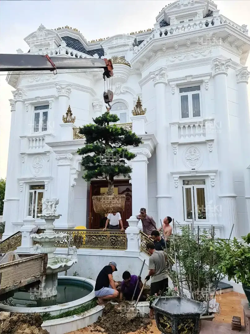 Trồng cây tùng vào vị trí mới