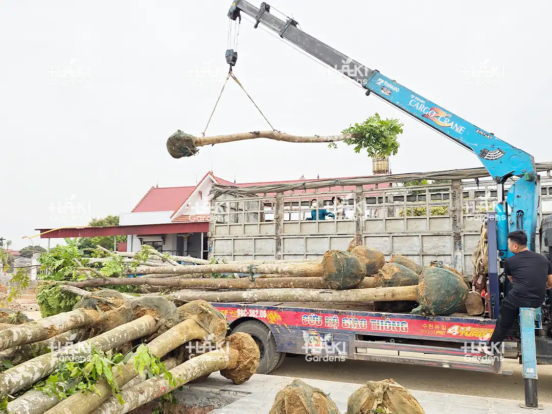 Vận chuyển cây
