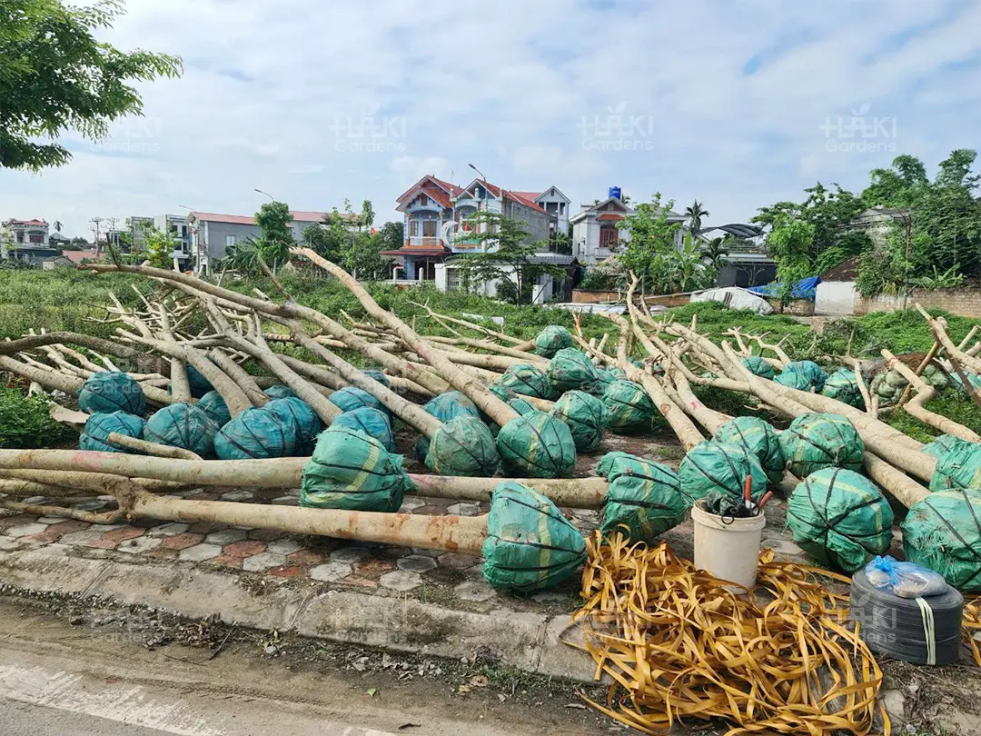Bó bầu cây