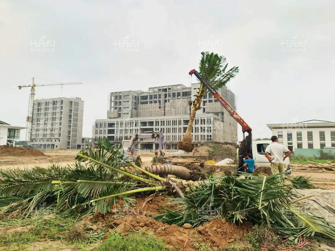 cẩu cây