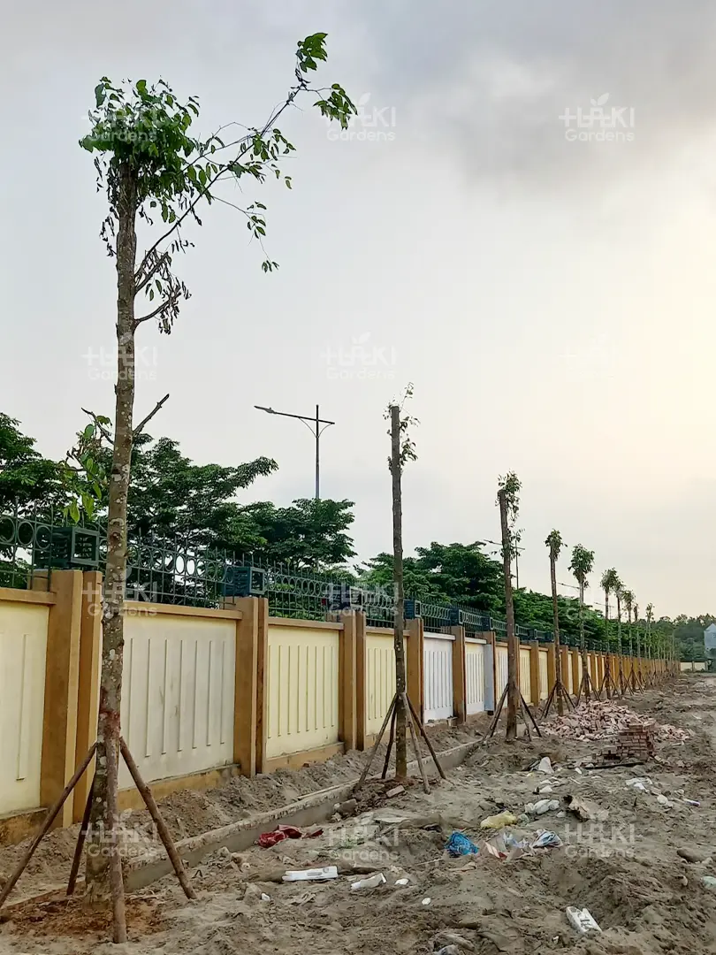 trồng cây công trình