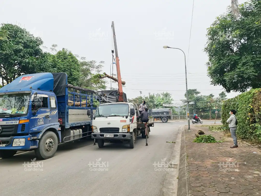 cẩu và vận chuyển cây