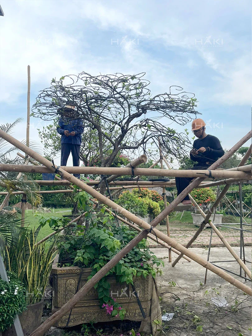 Cây mẫu đơn